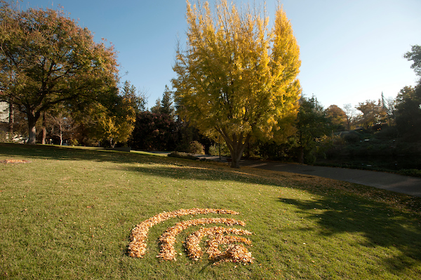 Wifi symbol made out of fallen leaves brown in a grass field with trees in the background